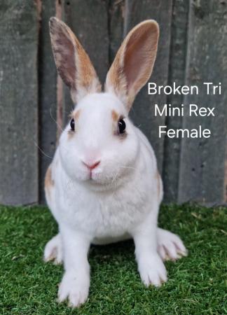 Image 3 of Young Lightly Marked Tri Mini Rex Female