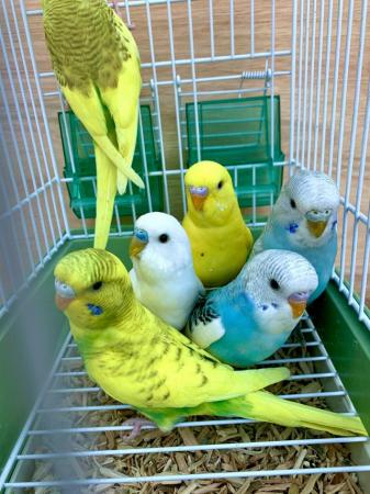 Image 4 of Fancy Mutation Baby Budgies - ready to leave