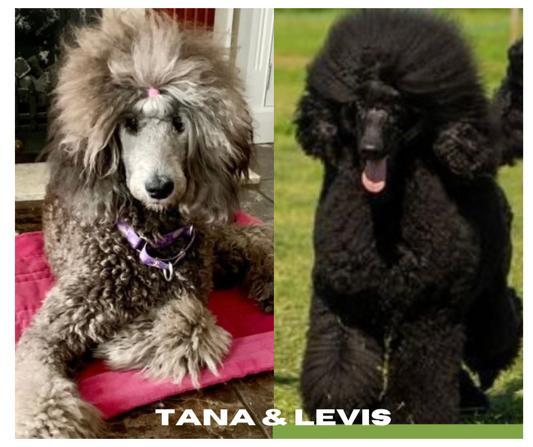 Image 6 of Standard Poodle Puppies ready now