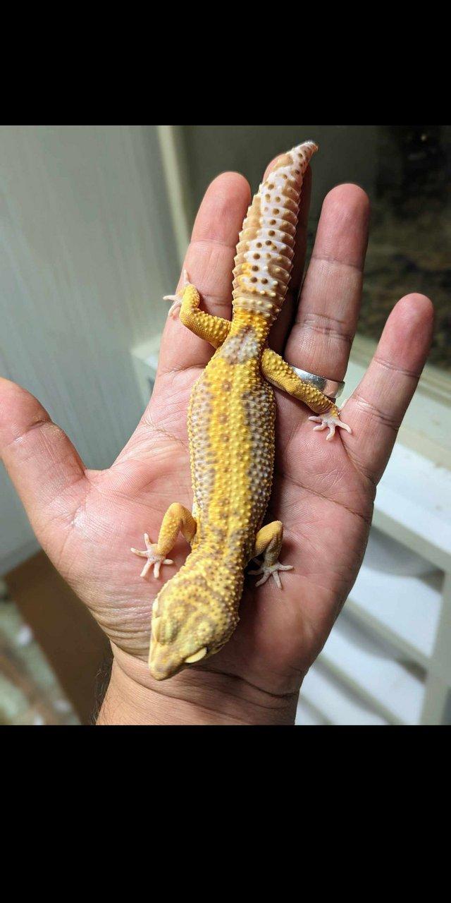 Preview of the first image of Some stunning leopard geckos males and females.