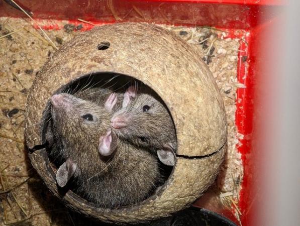 Image 4 of Rats available for sale, male and female