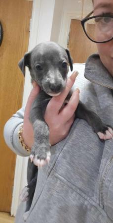 Image 5 of READY TO LEAVE Blue Kc registered whippet pups