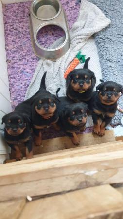 Image 6 of Rottweiler puppies KC registered Ready Now