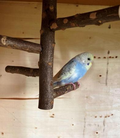 Image 2 of Quality baby budgies, this years stock ready for sale