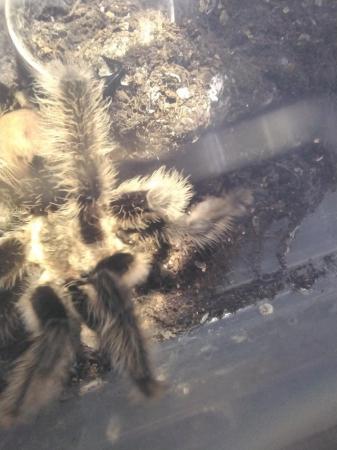 Image 3 of Mixed tarantulas for sale