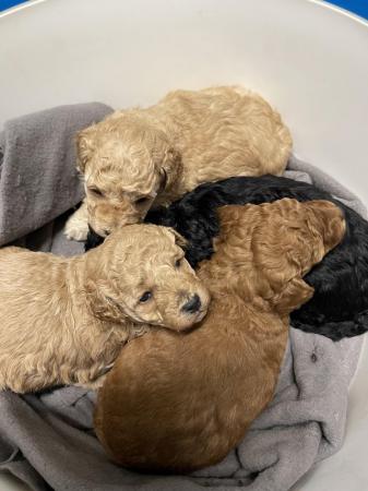Image 6 of Kc miniature poodles pups