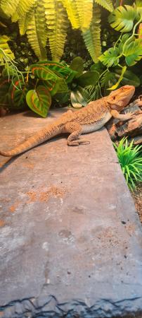 Image 3 of 7 Month Old Bearded Dragon and Vivarium