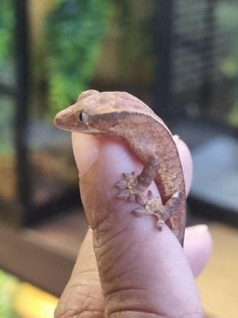 Image 15 of Beautiful baby Crested Geckos! Only 2 LEFT