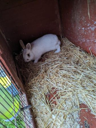 Image 1 of Male rabbit for sale. Friendly