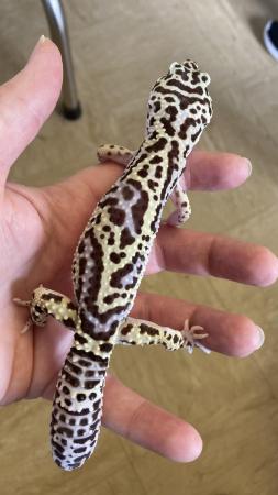 Image 5 of Cosmo Male lavender mack snow bold leopard gecko