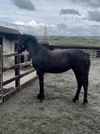 Image 2 of Part bred black Arab filly foal