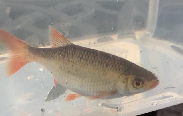 Image 1 of 9 x 4 inch Golden Rudd Pond Fish