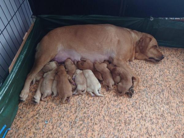 Image 5 of Fox red labrador puppies 6 boys 5 girls