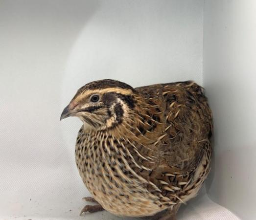 Image 10 of Various Aged Japanese Quails in Many Colours Inc Black