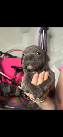 Image 2 of Staffordshire bull terrier puppies
