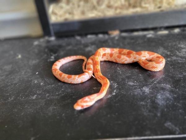 Image 1 of Baby Corn Snakes (Born 10/12/23)