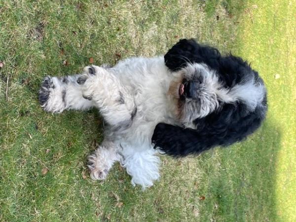 Image 4 of 2 yr old Male Cockapoo reluctantly for sale
