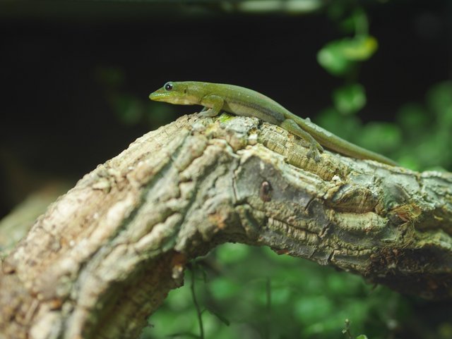 Preview of the first image of Phelsuma Laticauda Gold Dust Day Gecko Pair.