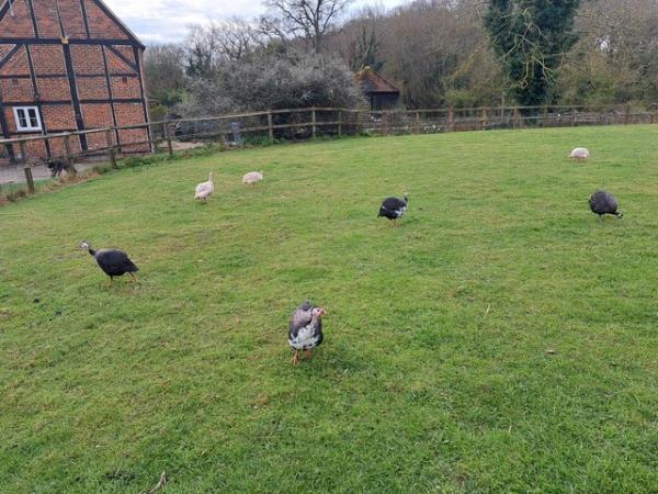 Image 3 of Guinea Fowls for Sale Hampshire