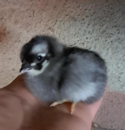 Image 1 of Chicks available from quality purebreed chickens