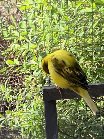 Image 4 of Beautiful singing Canary male. sold