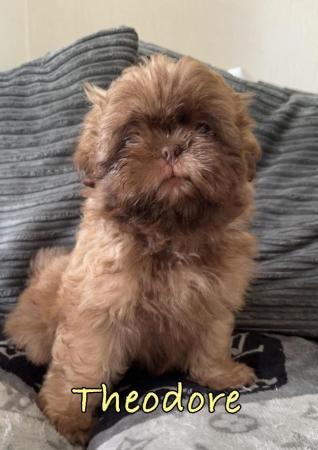 Image 9 of 2 Beautiful Boy Shih Tzu’s.**READY NOW** Prices Vary.