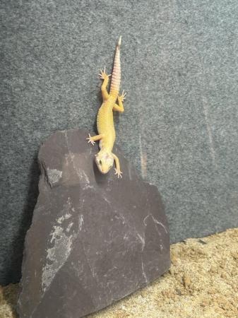 Image 3 of 8 months old mating pair of leopard geckos