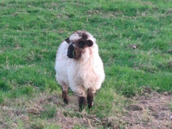 Image 6 of Valais Blacknose Cross Lambs, born 2023. Excellent pets or .