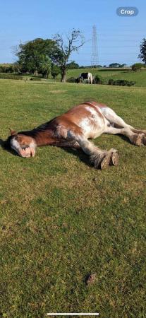 Image 3 of 17hh, 5year old Clydesdale gelding