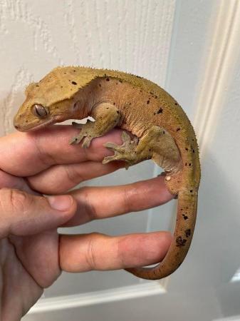 Image 1 of Male and Female Dalmatian Crested geckos for sale