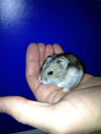 Image 2 of Winter White Hamsters For Sale at Animaltastic