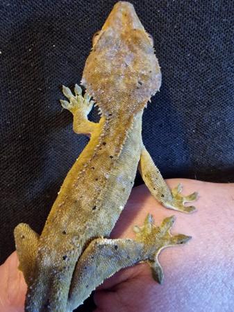 Image 2 of Male crested gecko available