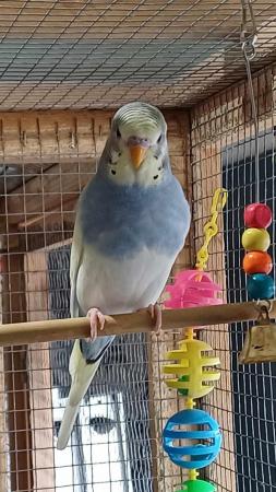 Image 4 of 1 young MALE budgie for sale