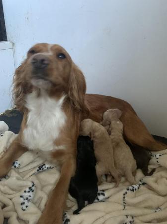 Image 3 of Quality Cocker Spaniel PuppiesReady Now