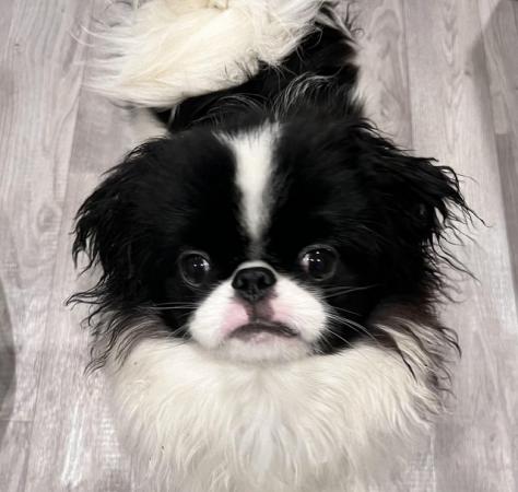 Image 5 of Japanese Chin Puppy Available