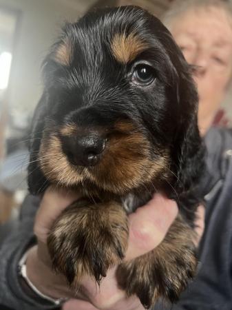 Image 1 of 5 Beautiful KC Registered Cocker Spaniel Puppies