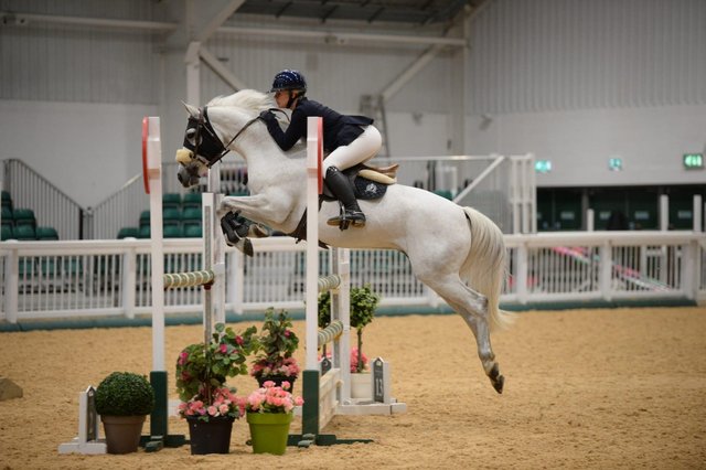 Image 3 of 14.1 showjumping pony for sale