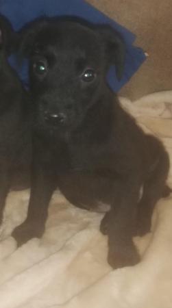 Image 14 of Patterdale terrier pups ready now little livewires