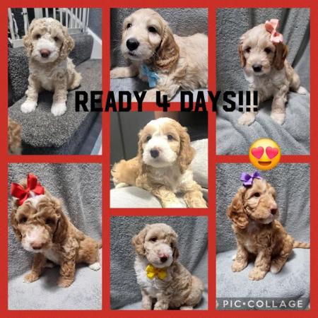 Image 1 of READY in 4 DAYS!!!! TOY COCKERPOOS
