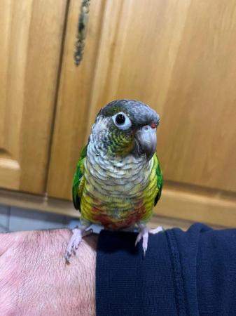 Image 5 of South west parrot rescue parrot rehoming service