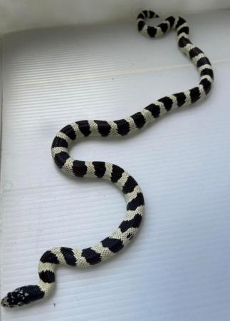 Image 6 of Pair kingsnakes albino and black white king snake