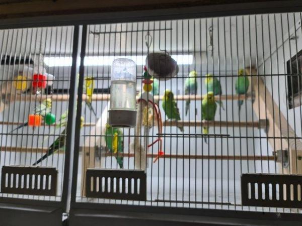 Image 4 of Beautiful budgies ready now (not hand tame)