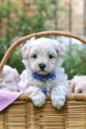 Image 1 of Beautiful F1 Toy Maltipoo Puppies (1 Left)