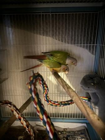 Image 2 of Male and female conure both 10 years please