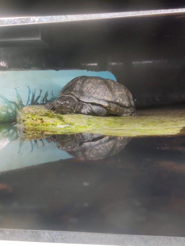 Preview of the first image of 4 year old musk turtle..