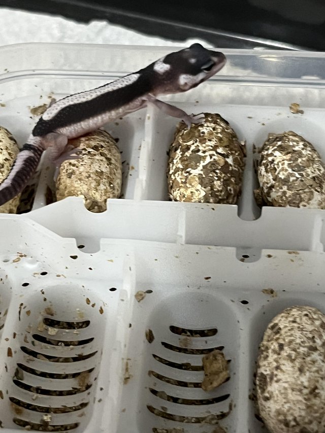 Bandit leopard gecko ??????????