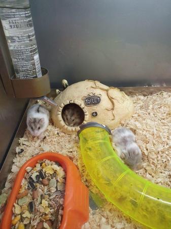 Image 2 of Baby Russian Dwarf Hamsters For Sale