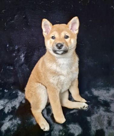 Image 1 of JAPANESE SHIBA INU PUPPY FOR SALE
