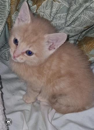 Image 1 of 9wk Gorgeous Ginger Kittens - just 2 left