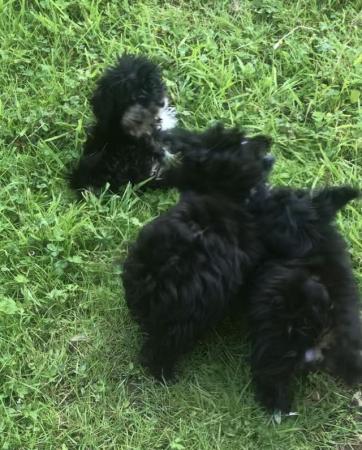 Image 13 of Toy poodle x papillon super tiny fully vaccinated
